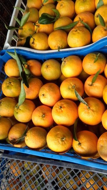 Fresh Orange Thomson Algéria - Image 4
