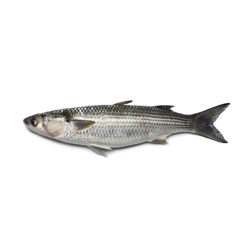 frozen grey mullet fish mullet whole fish blue spot fresh seafood wholesale good quality grey mullet fish gutted - Image 4