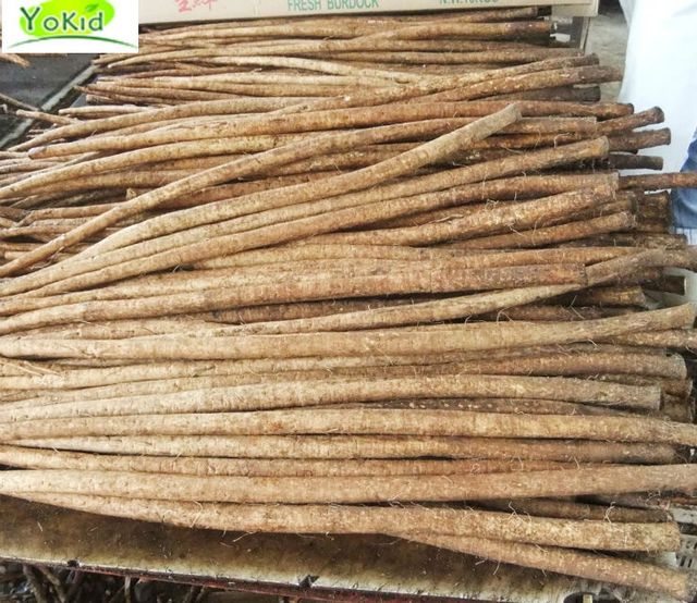 Chinese Fresh Burdock Root Style Fresh Type BURDOCK Model Number A Weight (kg) 10 Certification CIQ Cultivation Type - Image 2
