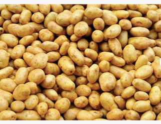 Yellow Potatoes Organic Fresh Potatoes. Fresh potato price in China/potato wholesale price/sweet potato price ton. - Image 1