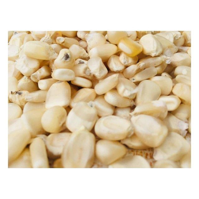 White corn wholesale deals for importers and grain suppliers - Image 3