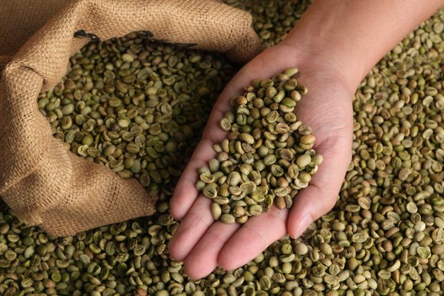 Premium Robusta Coffee Beans Strong Bold Flavor High Caffeine Fresh Roasted For Daily Brewing Buy Fast Delivery Premium Quality Wholesale Naturally Perfect For Home And Cafe Use - Image 3