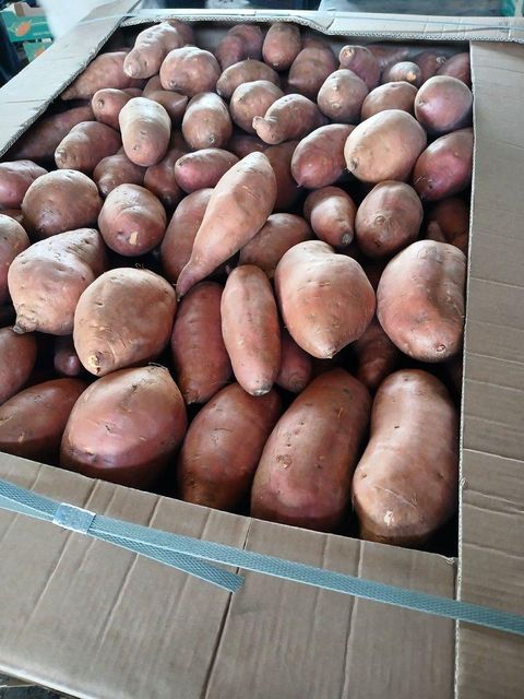 Fresh Egyptain Sweet Potato Organic No Bin Size 600 Kg Freshness Level Fresh Custom Packing Available Packaging Size 6 Kg Cartons - Image 4
