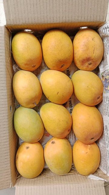 Sweet Fresh Mango With Rich Taste Juicy Flesh And Attractive Quality Ideal For Fruit Shops Grocery Stores – product photo 3, product detail gallery