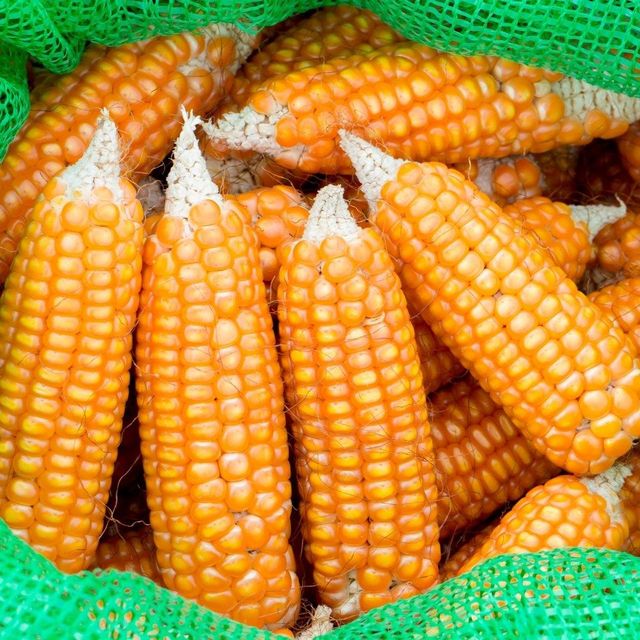 High Quality Dried Food Exporter Presenting Yellow Maize For Import Markets With Fresh Harvest - Image 4