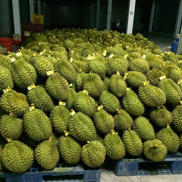 FROZEN WHOLE DURIAN Total Cartons 1250 Type Ri6 High Grade Packaging 13kgs/carton Fob Price 82,800.00 Usd Storage Temperature -18'C - Image 2