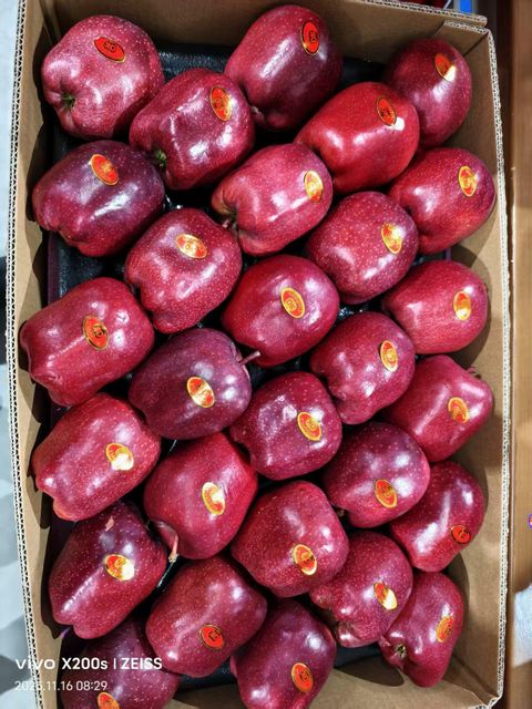 Fresh Red Delicious Apples for Global Premium Markets - Image 4