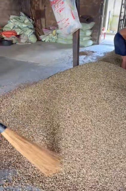 Robusta Coffee - Image 3