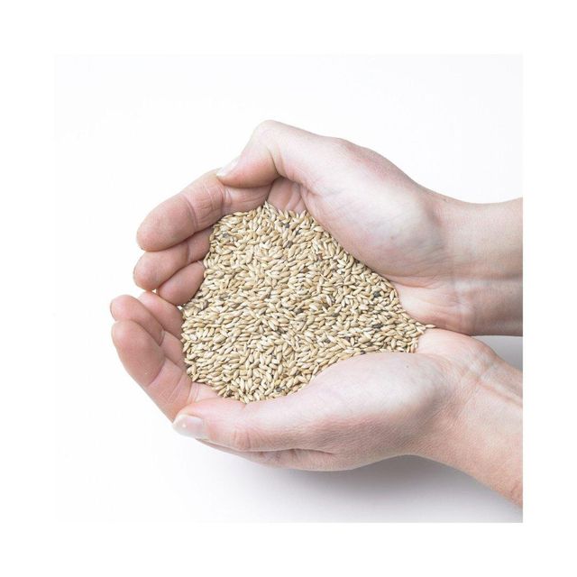 Canary seeds wholesale stock available in bulk bags and containers - Image 4