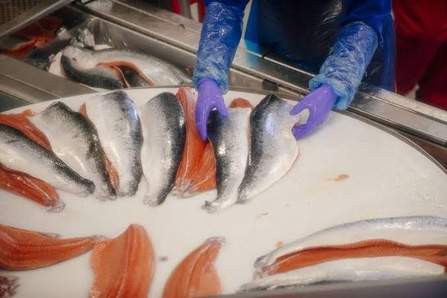 Fresh Salmon Fish / Salmon From Norway - 100% Export Quality Salmon Fish - Image 1