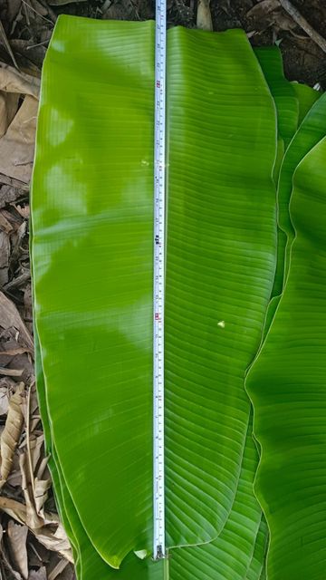 Fresh Banana Leaves Delivery Form Bag Freshness Level Fresh - Image 1