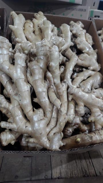 FRESH GINGER – product photo 4, product detail gallery