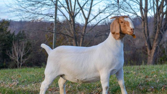 Premium Live Boer Goat Healthy Farm Raised Meat Breed Ready For Breeding Strong Genetics Wholesale Price - Image 4