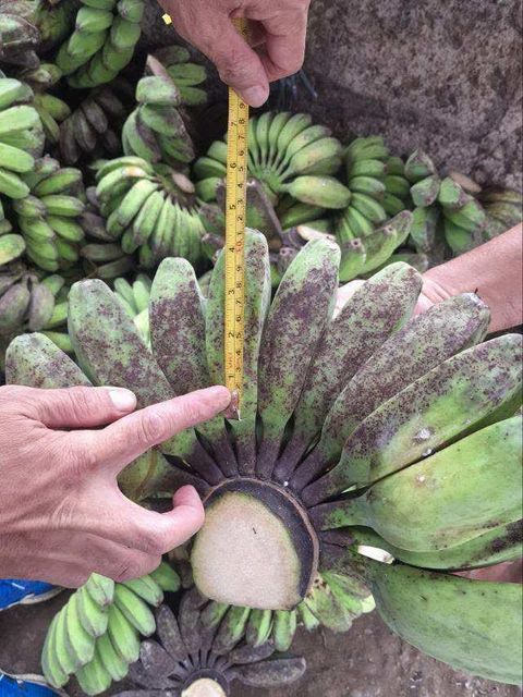 Frozen Saba Bananas - Image 3