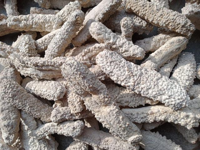 Dried Sea Cucumber - Image 3