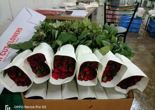 Fresh Cut Rose Grade Export Place of Origin INDIA Size 40cm /50 /60 /70 / 80cm Delivery Focus Timely Delivery Storage Type Cold Chain Supply - Image 3