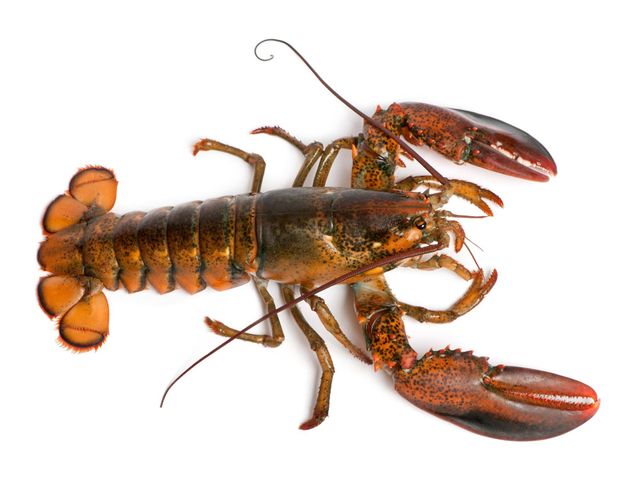 Live American Lobster Premium Live Seafood Carefully Chosen To Deliver Incredible Flavor Freshness - Image 2