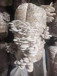 Premium Export Quality Oyster Mushroom Powder and Naturally Dried Mushroom Products - Image 5