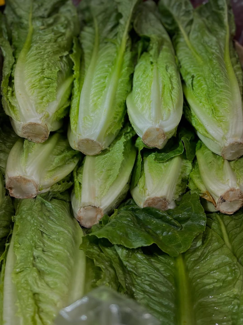 NATURALLY GROWN LETTUCE PREMIUM FRESH QUALITY READY EXPORT 10Kg CARTONS - Image 4