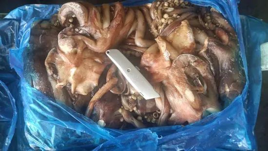 Cheap Frozen Indian Squid China Frozen Squid - Image 2