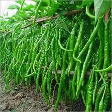 Fresh Green Chilli ,G4 Green Chilli - Image 3