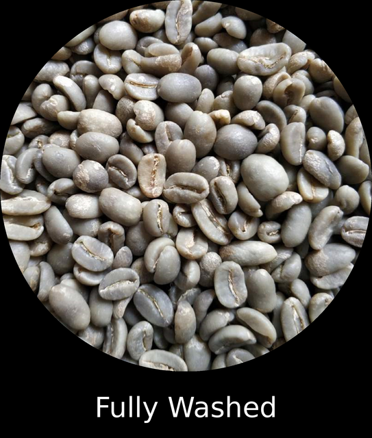 Sumatra Gayo Arabica Green Coffee Beans, Fully Washed - Image 3
