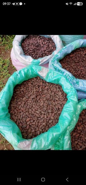 Cocoa bean Grade A1 Origin Cameroon Features Organic Color Dark Brown Size Approx. 2 Cm Product Type Cocoa Mold Content Max - Image 2