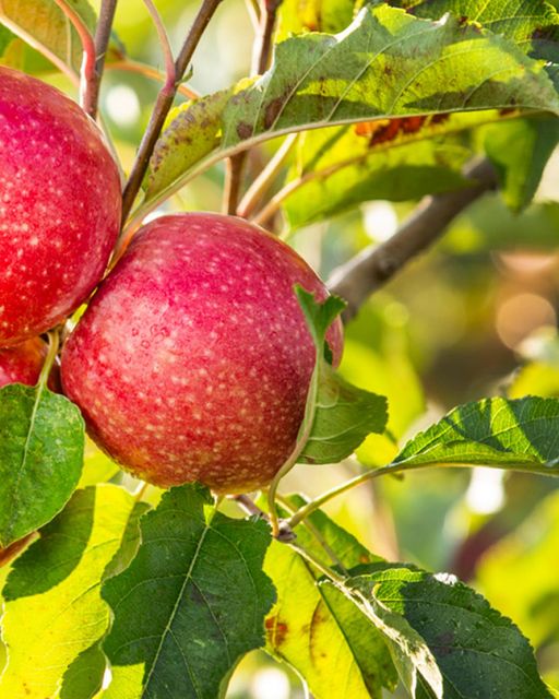 Fresh Pink Lady Apples available, Export quality Organic Yes Color Fresh Pink Variety Pink Lady Origin South Africa Ripeness Peak Ripeness - Image 4