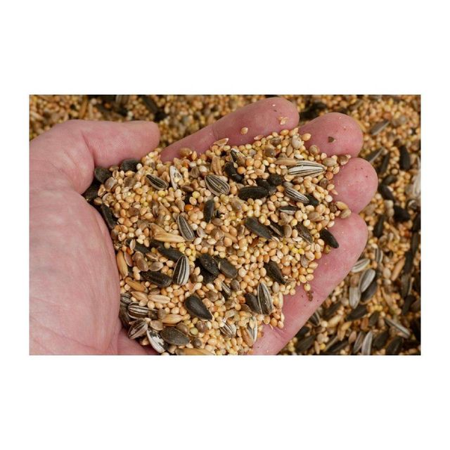 Canary seeds wholesale stock available in bulk bags and containers - Image 3