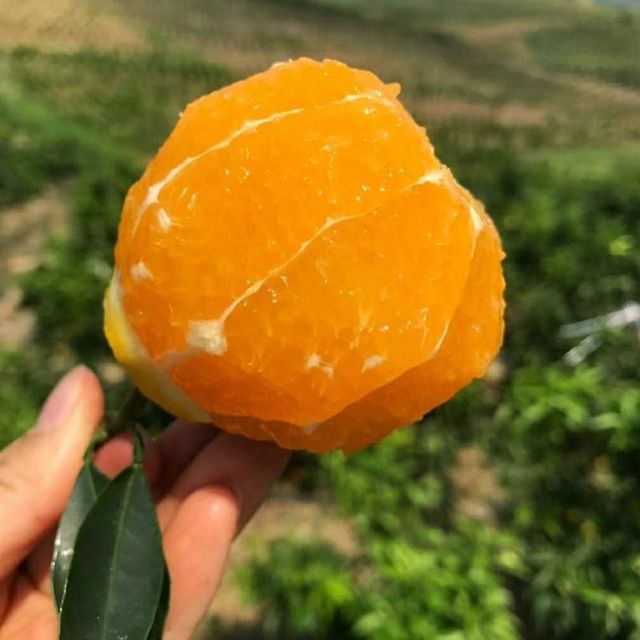 Fresh Citrus Beni Madan Ehime  Jelly Orang From Sichuan China - Image 3