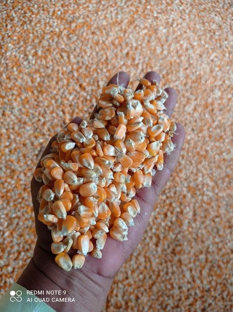 Corn - Image 1