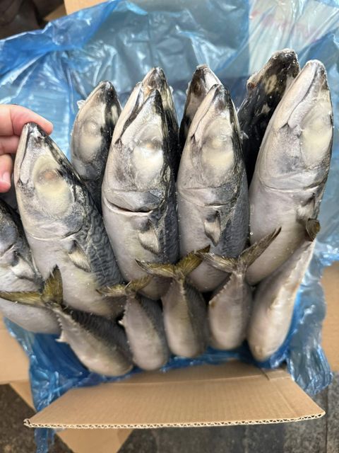 Pacific Mackerel Whole Round – Export Quality Frozen Fish - Image 3