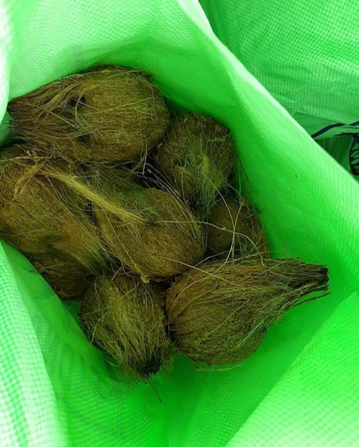 TROPICAL FRESH COCONUTS For Sale Naturally Refreshing,Premium Quality Coconuts Medium Size 11.7kg Bags - Image 3