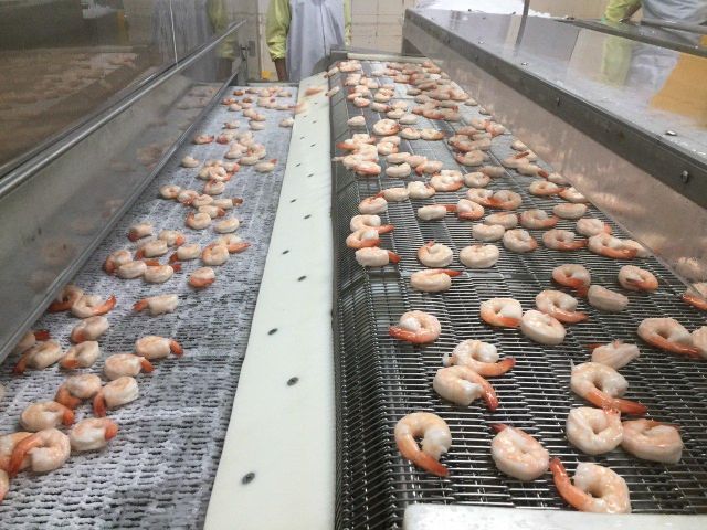 Cooked Vannamei Shrimp PDTO - Image 2