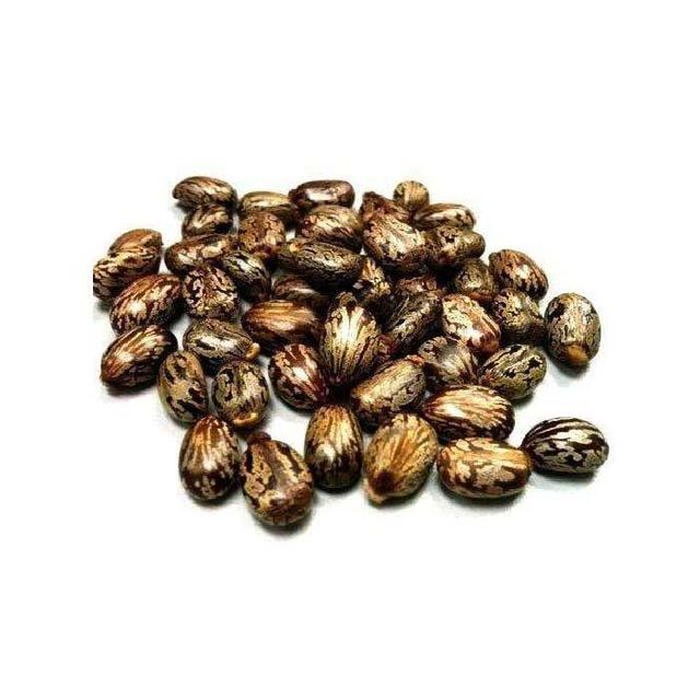 Premium Castor Seeds available in bulk orders wholesale Grade Top Packaging Bulk Type Castor Seeds Product Form Seeds Quality Focus Top-grade - Image 2