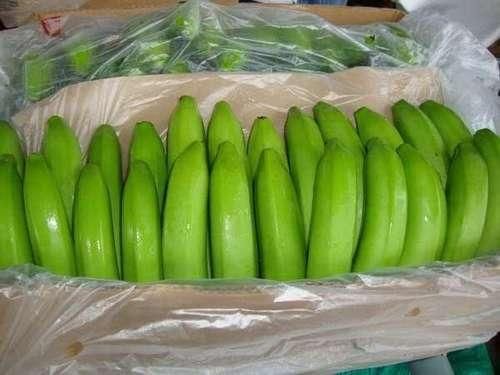 Fresh Green Cavendish Bananas in 13.5kgs Carton Box - Image 3