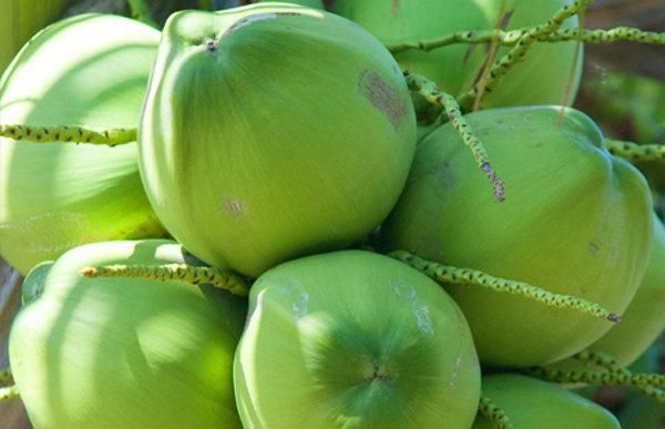 Fresh Young Coconut Natural Premium Quality from Thailand for 100% Export Diamond Shape - Image 5
