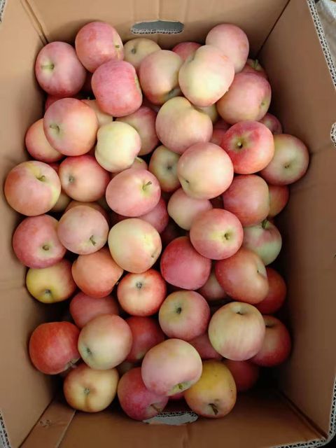Premium Fresh Gala Apples, Crisp Sweet Juicy Grade A Fresh Fruits with Rich Nutrition - Image 4