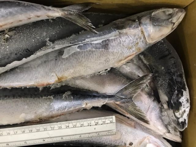 FROZEN BLUE FIN TUNA WHOLE – product photo 1, product detail gallery