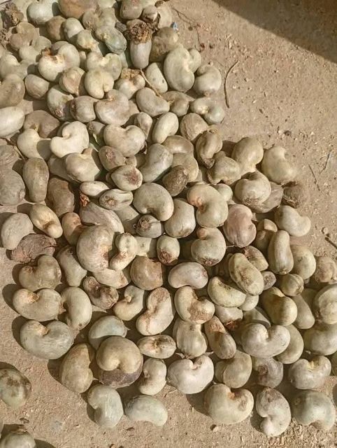 Raw cashew - Image 4