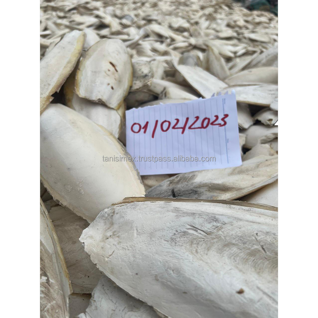 High quality Dried Cuttlefish bone for Pet food from Vietnam exporters - Image 4