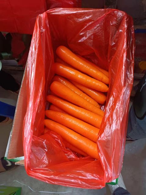 High Quality Chinese Carrots with Bright Clor and Firm Texture - Image 3