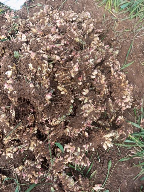 Fresh and dried ginger - Image 2