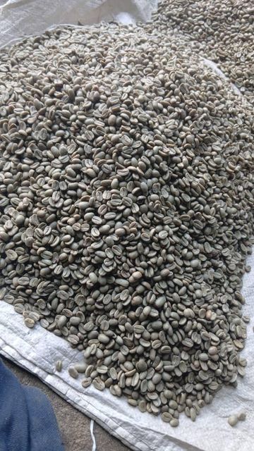 Washed Arabica Green Beans from Goroka, Papua New Guinea (Grade A, Grade B and Grade y), direct from plantation. - Image 1