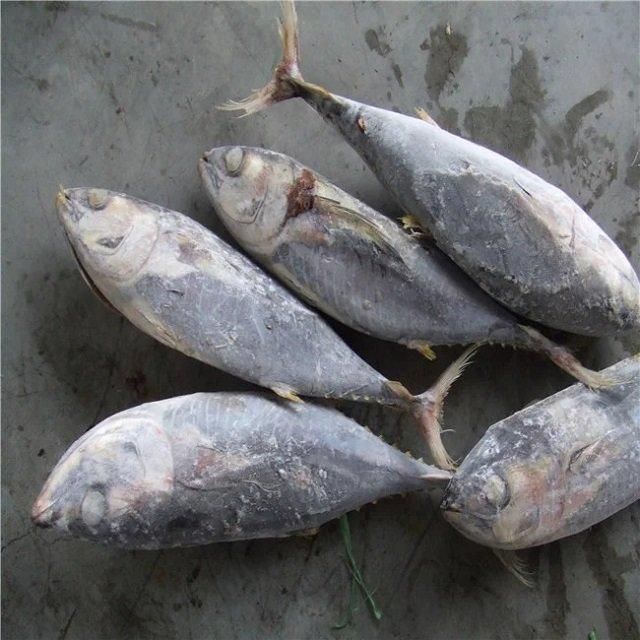 Competitive Price Organic Frozen Grade a Yellowfin Tuna Saku From Vietnam - Image 3