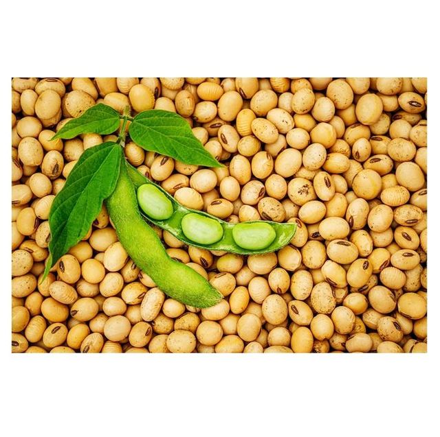 High Quality Organic Soybean / Dried Soya Beans Available For Sale At Low Price - Image 4