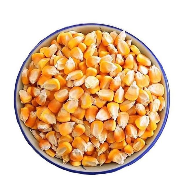 Natural Yellow Corn Maize 100% Pure Quality Clean Dried Grain For Cattle Feed Bulk Supply Suitable For Livestock - Image 4