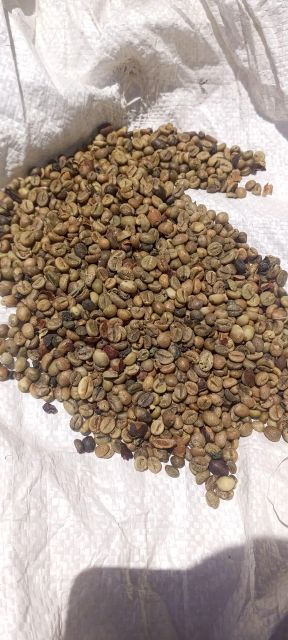 Coffee beans Origin Uganda Net Weight 60 Kgs Type Natural Robusta - Image 1