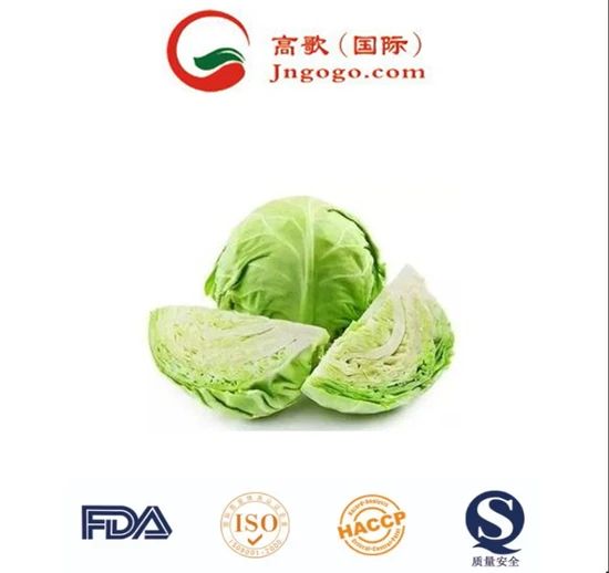 Fresh and Premium Chinese Cabbage Kind Fresh Size 1.5kg Color Green Origin China Trademark GOGO HS Code 0706100001 Storage Method - Image 2