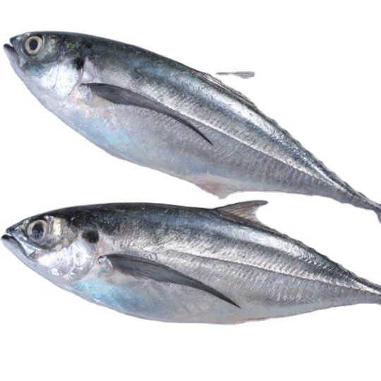 Cheap price frozen horse mackerel in Vietnam - Tanis Imex Shape Block Style Frozen Grade High Quality Shelf Life 24 - Image 1